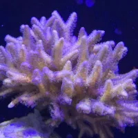 اس پی اس ابشور آبشور