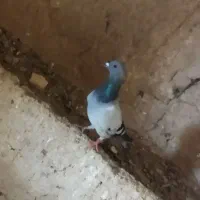 کفتر