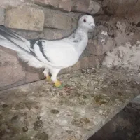 شامی ماده|پرنده|قزوین, |دیوار