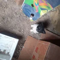 سگ پاکوتاه نر|سگ|تبریز, |دیوار