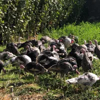 جوجه بوقلمون محلی باکیفیت عالی حدودا ۷ ماهه|حیوانات مزرعه|مشهد, آزادشهر|دیوار