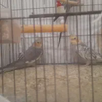 سه عدد عروس هلندی