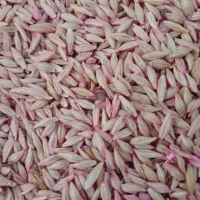 فروش بذر جو|عمده‌فروشی|کبودرآهنگ, |دیوار