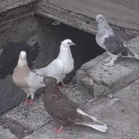 پرنده کبوتر