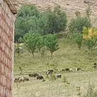 5-هکتار-زمین-کشاورزی-4طرف-آب-دامنه-اشترانکوه