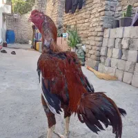 خروس لاری نژاد دار