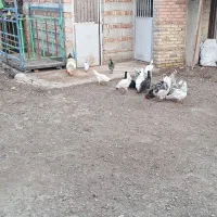 مرغ گلین لری اصل طبیعی|حیوانات مزرعه|پارسآباد, |دیوار