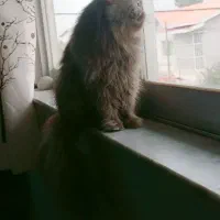 پرشین اشرافی ماده|گربه|تنکابن, |دیوار