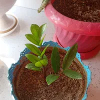 گل های زیبا با پا جوش