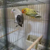 جفت کوتولهمولدپاربلو دبل فکتور وپاربلوبلک سرسفید|پرنده|قم, مهر آباد|دیوار