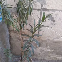 فر ش گل های متنوع|گل و گیاه طبیعی|سلماس, |دیوار