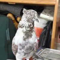 کفتر گرگی کاکلی|پرنده|اردبیل, |دیوار