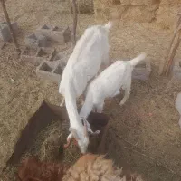 فروش‌گیسه‌زایده