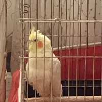 عروس هلندی معاوضه با مرغ تخم گذار