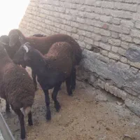 4عدد بر نر ریز|حیوانات مزرعه|الیگودرز, |دیوار