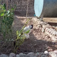 مرغ امپراطور|حیوانات مزرعه|سیستان, |دیوار