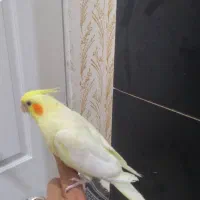 عروس هلندی جفت نر سخنگو|پرنده|پلدختر, |دیوار