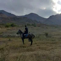 اسب نر و مادیان