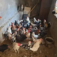 مرغ تخم گذار