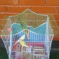 ۳عدد مرغ عشق