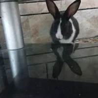 سه عددخرگوش|موش و خرگوش|اهواز, کوی رمضان|دیوار