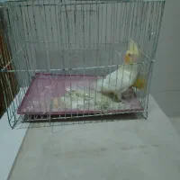 عروس هلندی ماده