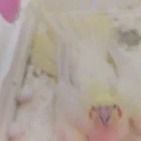 جفت عروس هلندی مولد|پرنده|مشهد, ایثار|دیوار