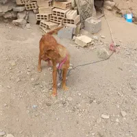 دو عدد سگ پاکوتاه گمشده آدران به سمت رباط‌کریم