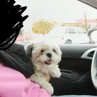 فروش سگ شیتزو