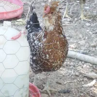 تخم مرغ گلین|حیوانات مزرعه|شهرضا, |دیوار