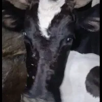 گاو گوساله|حیوانات مزرعه|دیواندره, |دیوار