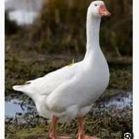 فروش غاز نر و ماده و تخم گذار