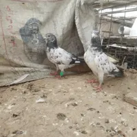 تکپر