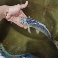 ماهی کوی جفت|ماهی|تهران, کیانشهر|دیوار