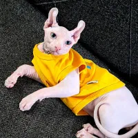 اسفینکس پینک الف(خاص)