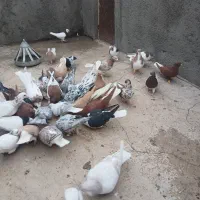 کبوتر رنگی|پرنده|مشهد, آیت الله خامنه‌ای|دیوار