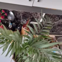 گل نخل شامادورا