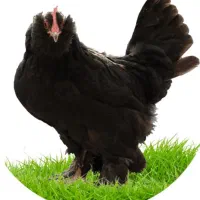 مرغ و خروس مرندی اصل
