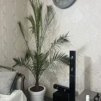 گل نخل
