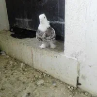 کبوتر طوقی