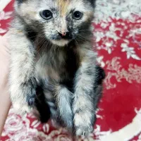 گربه ۳ ماهه ماده