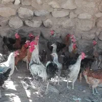 تخم مرغ نطفه دار