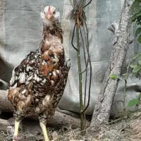 دورگه لاری گلین/تخمگذار/جوان
