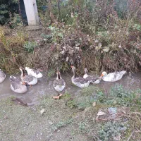 ۷ تا غاز سالم|حیوانات مزرعه|شاندرمن, |دیوار