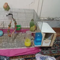 ۳عد طوطی برزیلی شیطون با قفس و لوازم|پرنده|قدس, شهر‌قدس|دیوار