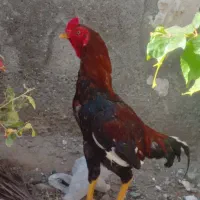 معامله با ۲عدد جوجه پنج ماه