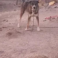 سگ پژدر ۱۹ماه|سگ|قروه, |دیوار