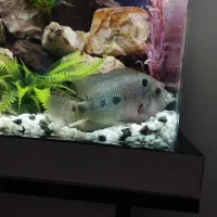 ماهی فلاور گوشتخوار|ماهی|کرمانشاه, |دیوار