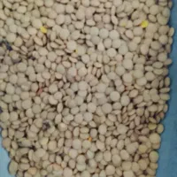 عدس کیلویی 180 هزارتومان