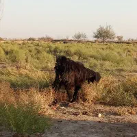 بز ماده|حیوانات مزرعه|بناب, |دیوار